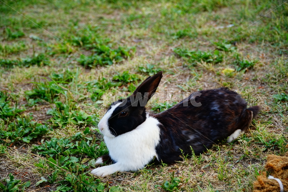 토끼,동물,자연,포유류,잔디,풀,nature,animal,rabbit,산토끼,식물