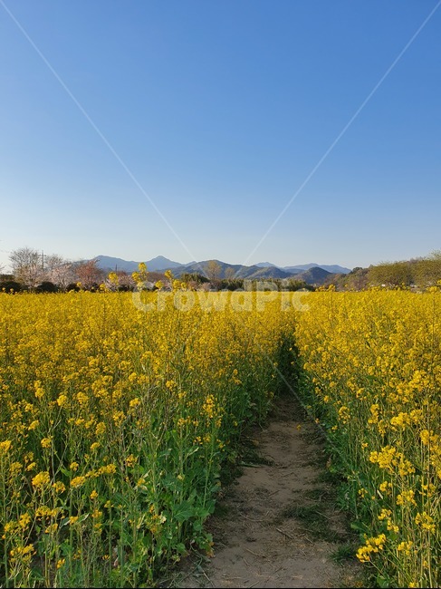 봄,유채꽃,유채,꽃,유채꽃밭,flower,blossom