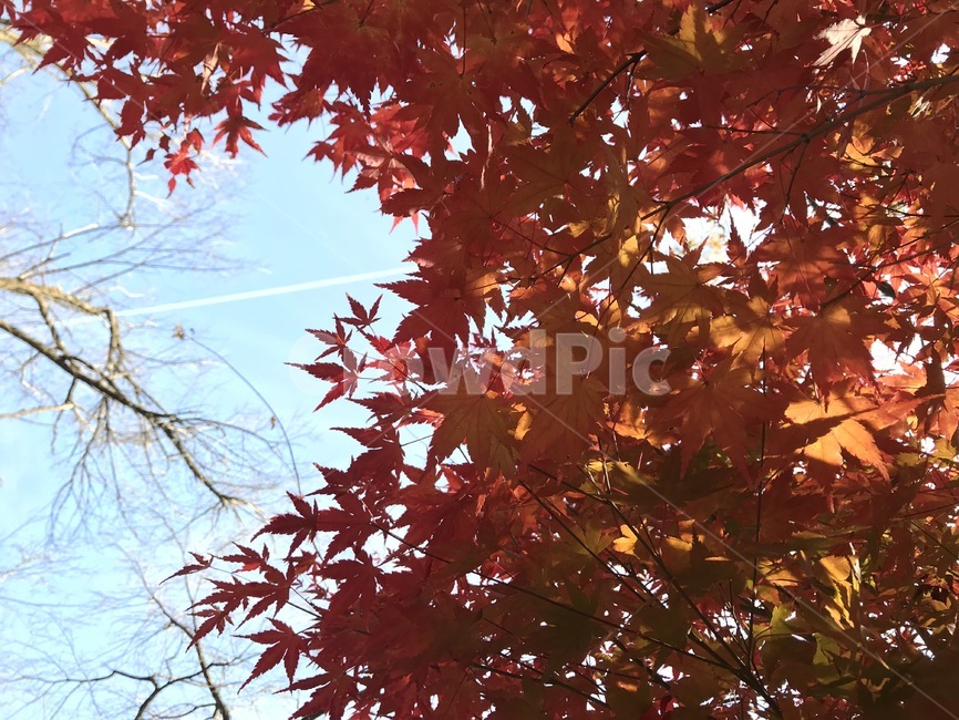 단풍,가을,나무,하늘,단풍잎,자연,풍경,자연,풍경,nature,landscape,leaf,잎,plant,식물,tree,maple