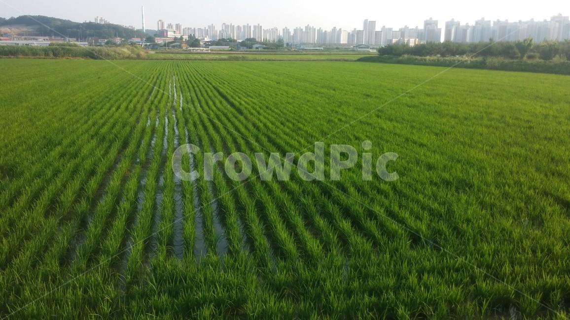 자연,nature,들,field,paddyfield,한지방,countryside,김포,gimpo,초록색,논,모내기,ricepaddy,soil,식물,plant,riceplanting,아파트,apartment,greencolor