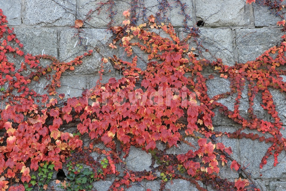 가을,낙엽,autumn,fall,leaves,fallenleaves,가을,계절,fall,autumn,season,식물,자연,plants,nature,leaf,잎,plant,tree,나무
