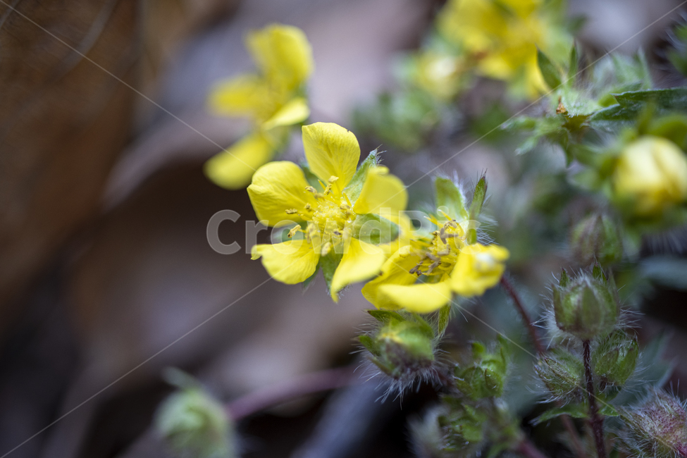 plant,식물,pollen,노랑꽃,산딸기꽃,뱀꽃