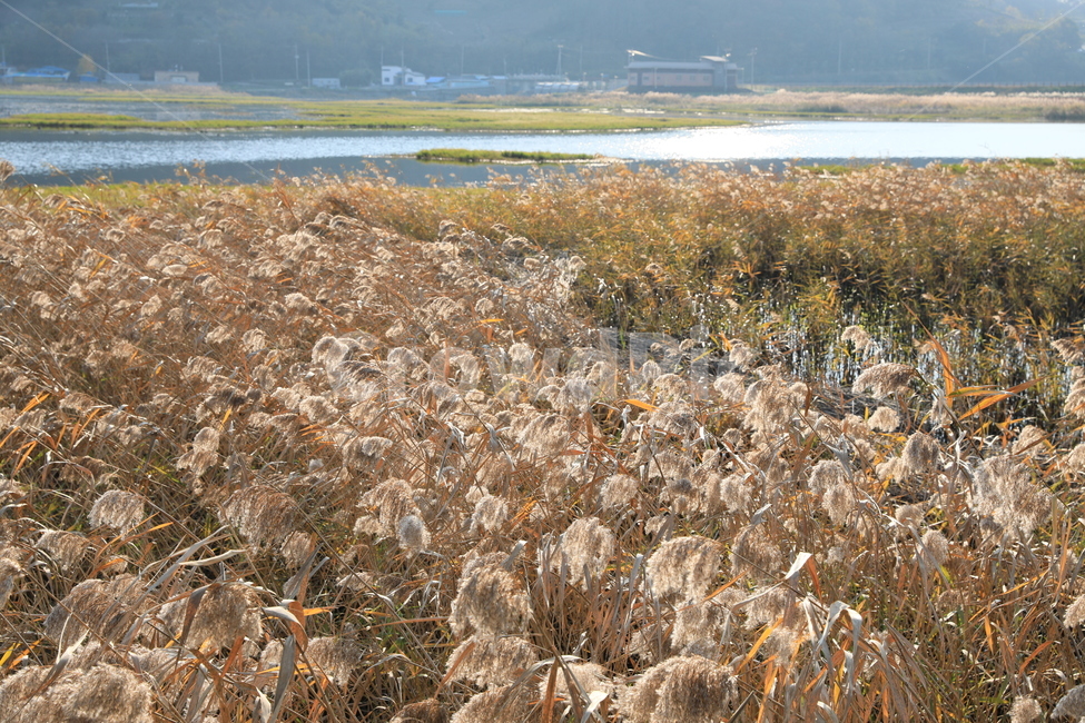 여수가사리,갈대,습지,가을,풍경,가을,계절,fall,autumn,season,자연,풍경,nature,landscape,grass,잔디,plant,식물,vegetation,초목