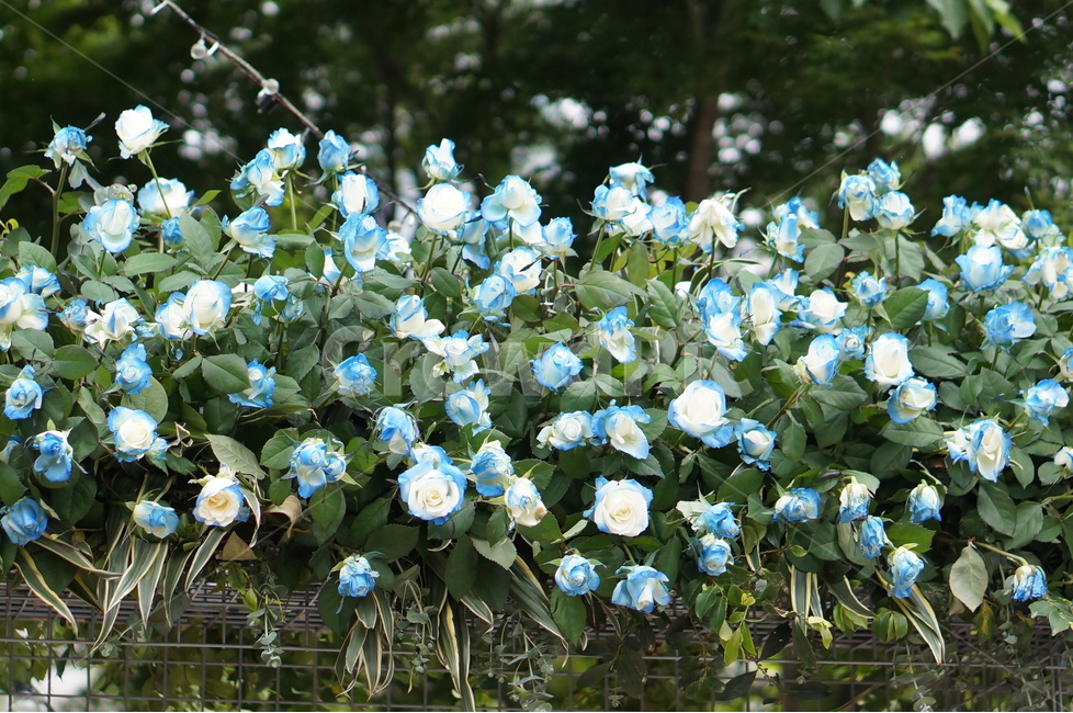 장미,5월,봄,풍경,꽃,파랑,식물,자연,plants,nature,꽃,flower