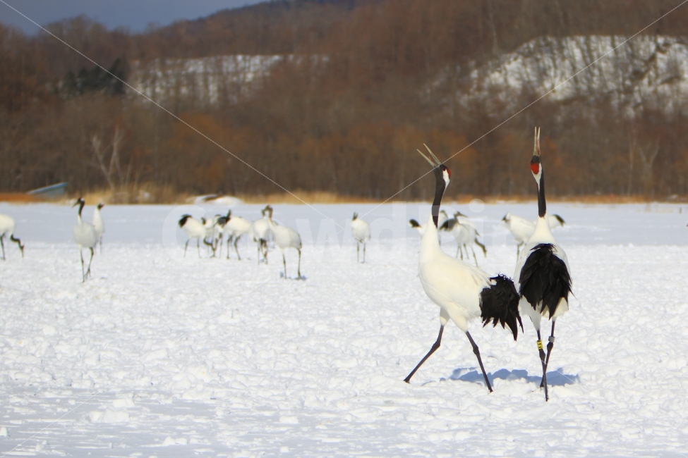 홋카이도,두루미,구애춤,설원,비에이,가족,동물,새,조류,눈,겨울,계절,winter,season,동물,animal,조류,새,birds