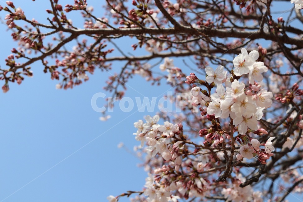 벚꽃,봄,경화역,진해군항제,로망스다리,봄나들이,꿀벌,꽃과벌,꽃,꽃봉오리,만개,식물,자연,plants,nature,꽃,flower