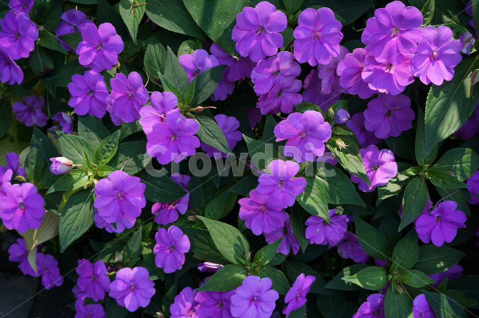 꽃,보라꽃,flower,flowers,plant,leaf,petal