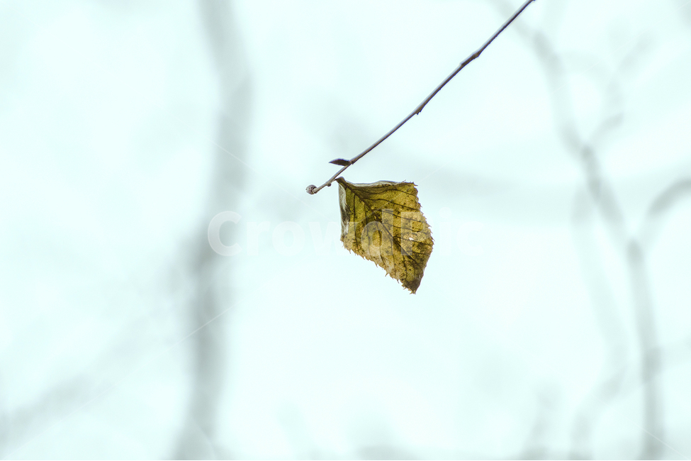 감성,나뭇잎,가을,마지막잎새,leaf,식물,자연,plants,nature,고독함,외로움,쓸쓸함,우울함,슬픔,lonely,solitary