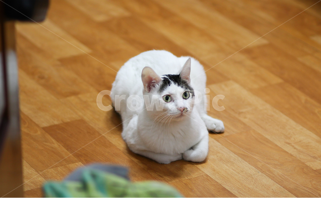 고양이,cat,animal,동물,야옹이,kitty,애묘,동물표정,애완동물,포유류,pet,반려동물,유기묘,길냥이,kitten,아기고양이,코숏,코리안숏헤어,캣대디,캣맘,반려묘,휴식,힐링,res,trelaxation,healing,포유,류mammal,동물,animal,포유류,mammal,고양이,cat,kitten,kitty