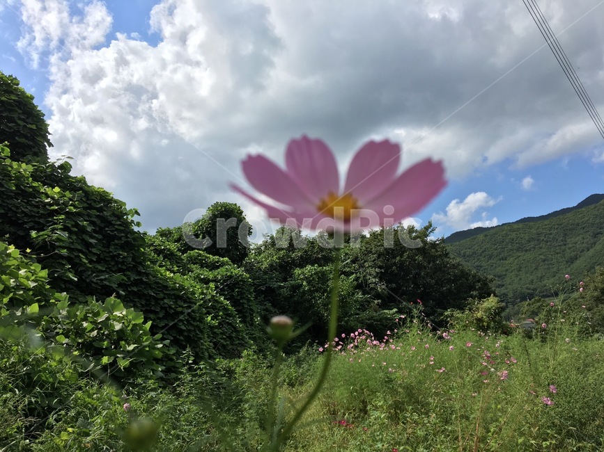 꽃,풍경,하늘,식물,자연,식물,자연,plants,nature,꽃,flower