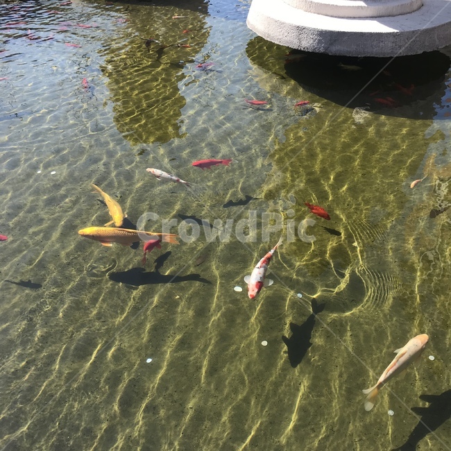 water,물,잉어,물고기,칭다오,중국