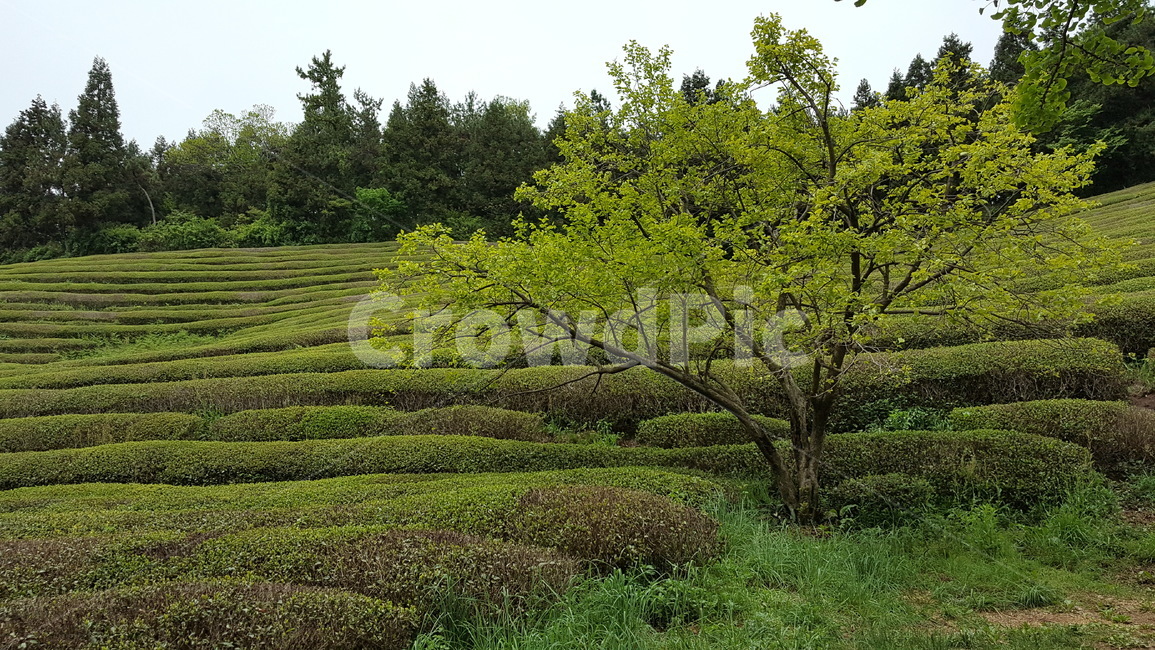 감나무,녹차밭,식물,자연,풍경,봄,자연,풍경,nature,landscape,tree,나무,plant,outdoors,옥외