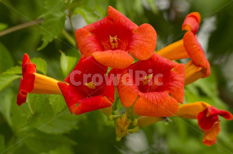 능소화,주황,오렌지,꽃,여름,여름꽃,beauty,macro,closeup,접사,매크로,확대,yellow,flower,summer,petal,감정,감성,emotion,뷰티,trumpetflower,trumpet,자연,계절,클로즈업