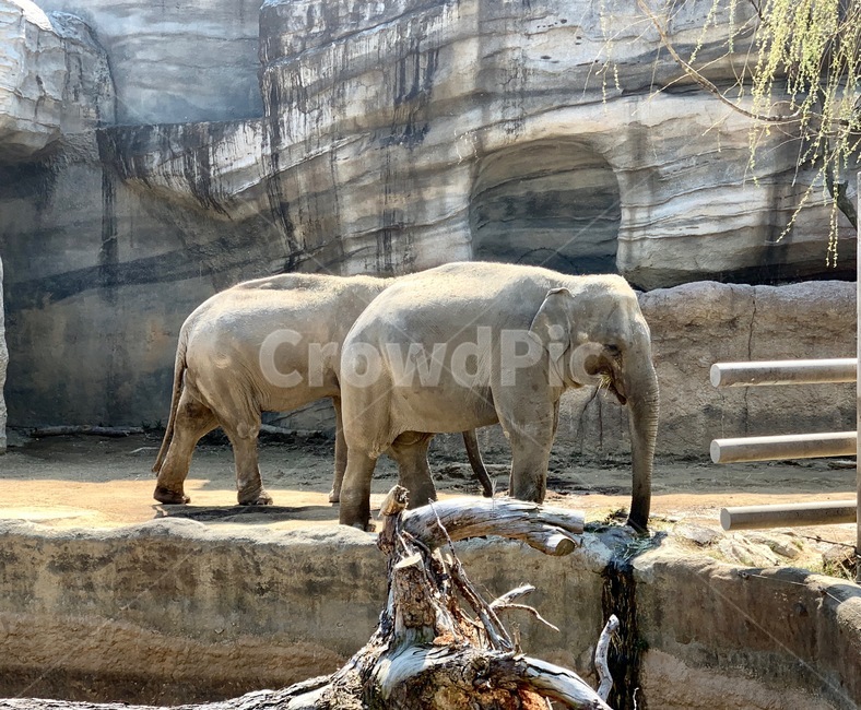 animal,동물,코끼리,elephant,mammal,포유류,동물원,zoo,초식동물,야생동물,wildanimal