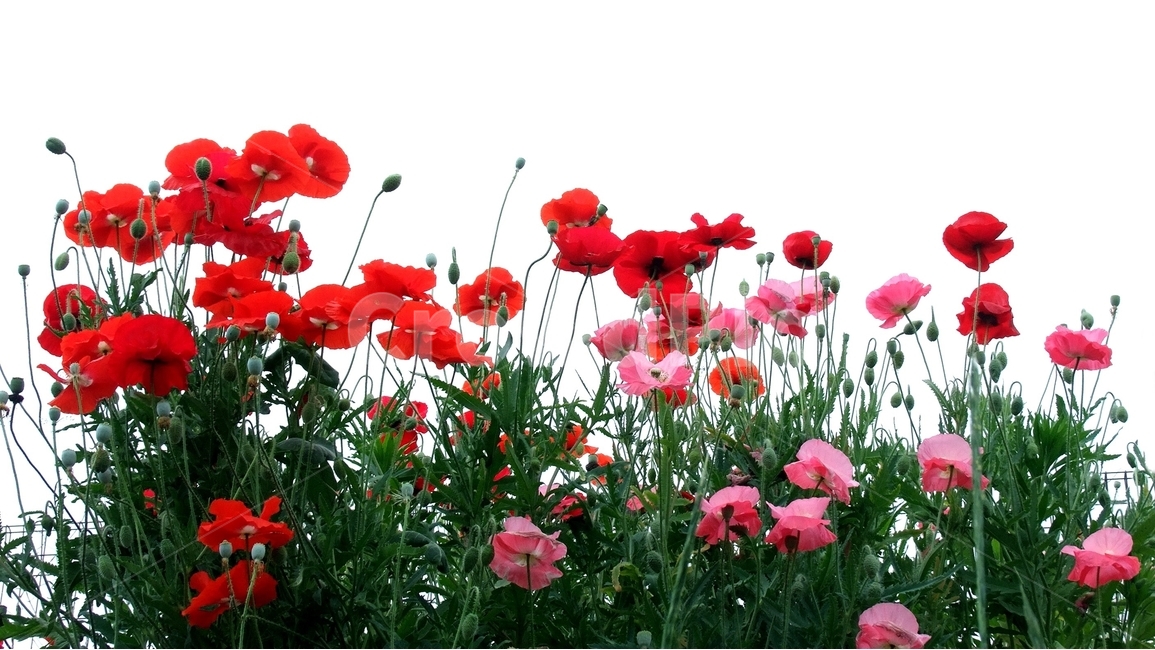 양귀비,꽃양귀비,관상용양귀비,양귀비꽃,붉은양귀비,식물,자연,plants,nature,꽃,flower