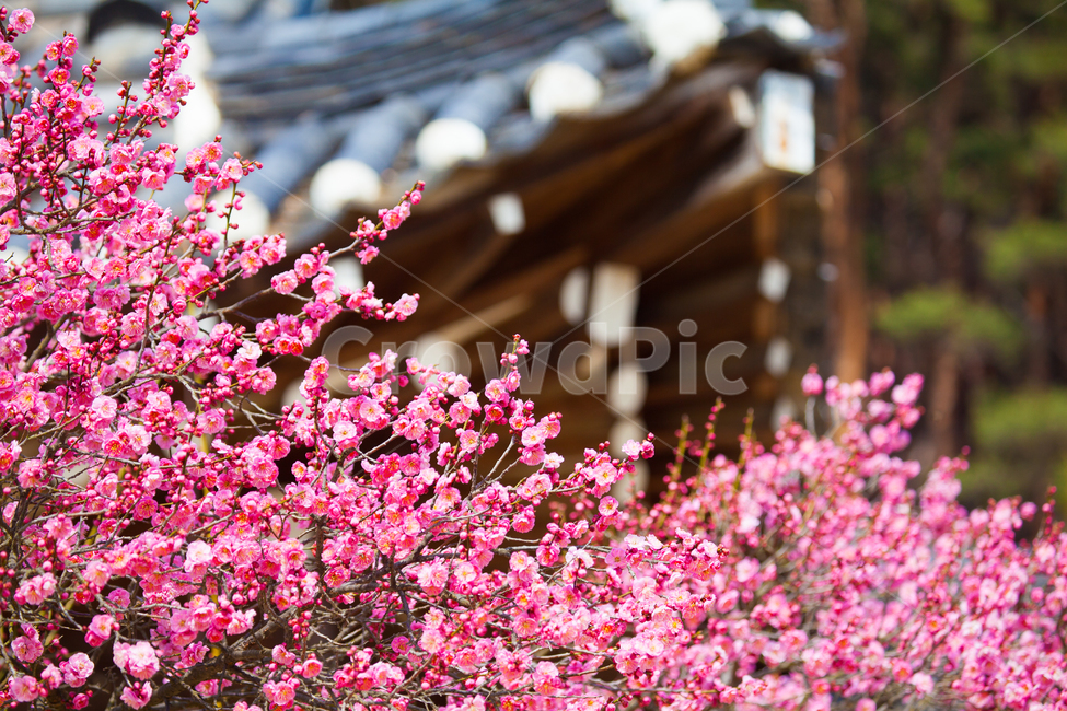홍매화,매화,봄,꽃,식물,flower,plant,식물,자연,plants,nature,꽃,flower