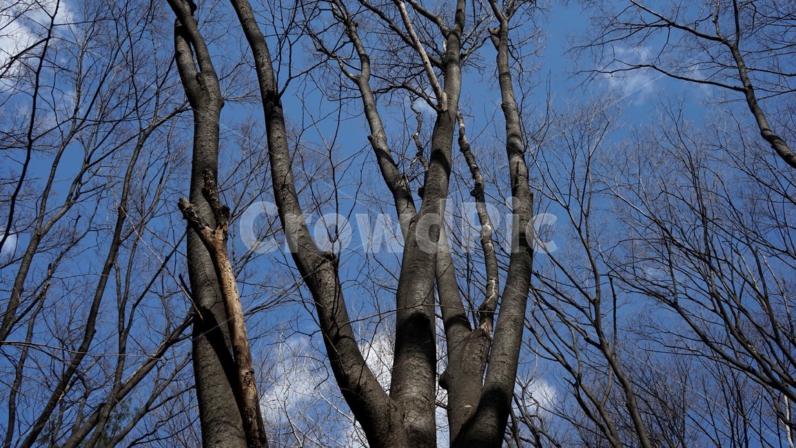 나무,겨울,자연,하늘,파란하늘,계절,나무가지,tree,sky,nature,winter,bluesky,branch,season,solitary,외로움,추위,꽃샘추위,숲,미세먼지없는,실루엣,하늘배경,가지,식물,마른잎,분위기,감성,겨울나무,쓸쓸함,고요,나뭇가지,풍경,겨울,계절,winter,season,식물,자연,plants,nature,나무,trees,wood