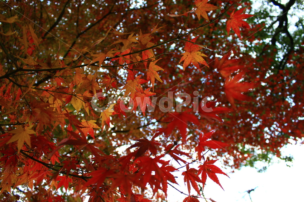 가을,자연,풍경,단풍,계절,가을풍경,자연풍경,계절풍경,nature,season,naturallandscape,landscape,fallfoliage,fall,가을,계절,fall,autumn,season,식물,자연,plants,nature,leaf,잎,plant,tree,나무,maple