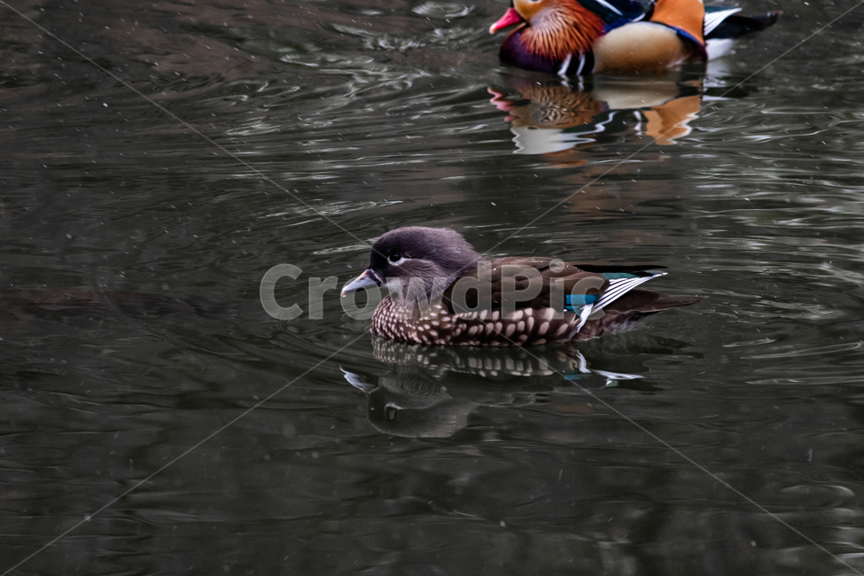 원앙,새,동물,호수,화려함,동물,animal,조류,새,birds