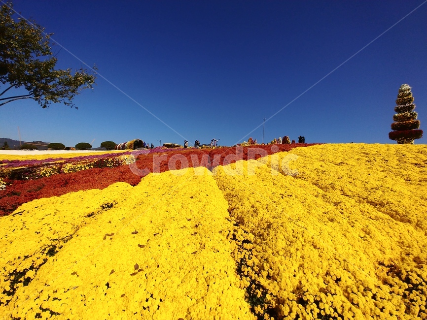 꽃밭,꽃축제,꽃풍경,꽃융단,flowerbed,flowergarden,꽃길,노란꽃,국화축제,국화,꽃,자연,flowers,식물,자연,plants,nature,꽃,flower
