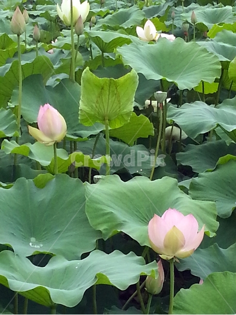 연꽃,연못,식물,꽃,여름