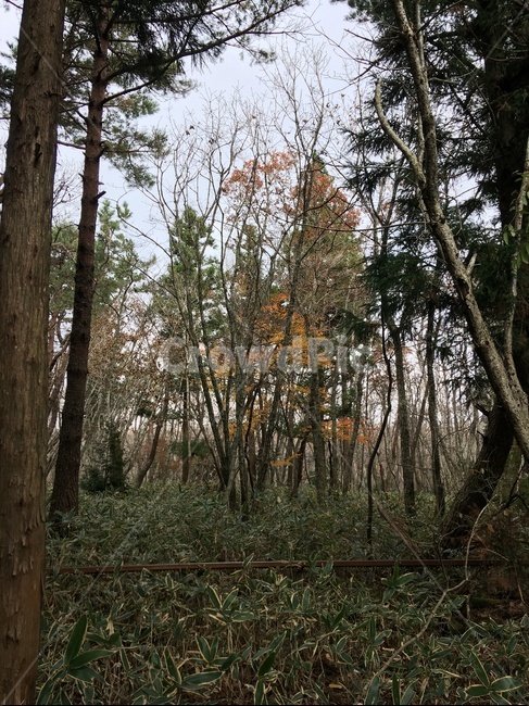 제주,한라산,나무,산림,가을