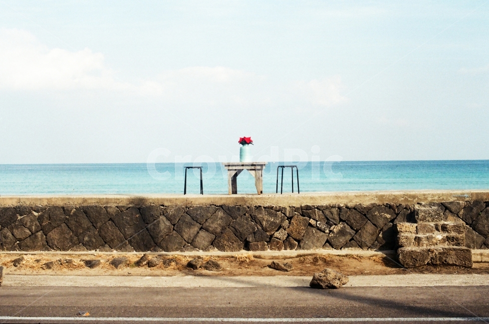 제주,제주도,해변,바다,꽃,풍경,바다사진,푸른사진,해변가,감성사진,필름사진,필카사진,film,filmphoto,여름,겨울,외로움,단독,홀로,가운데,자연,풍경,nature,landscape,한국자연풍경,한국자연경관,korea nature landscape,제주도,jeju,jeju island,감성,sensible,feeling