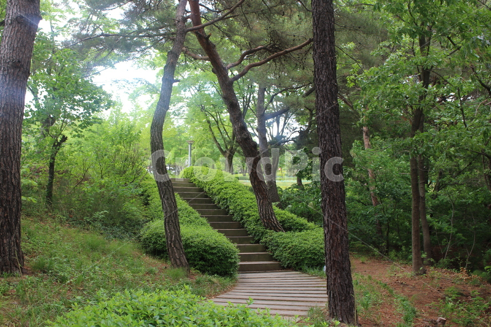 경주,자연,숲,숲길,계단,보문단지