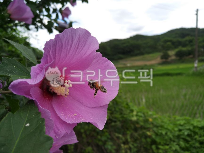 무궁화꽃,무궁화나무,꿀벌,곤충,분홍무궁화
