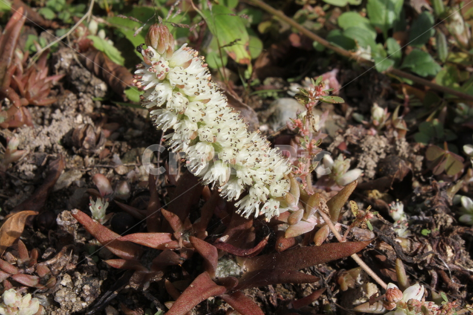와송,꽃,식물,와송꽃,Orostachysjaponicus,식물,자연,plants,nature