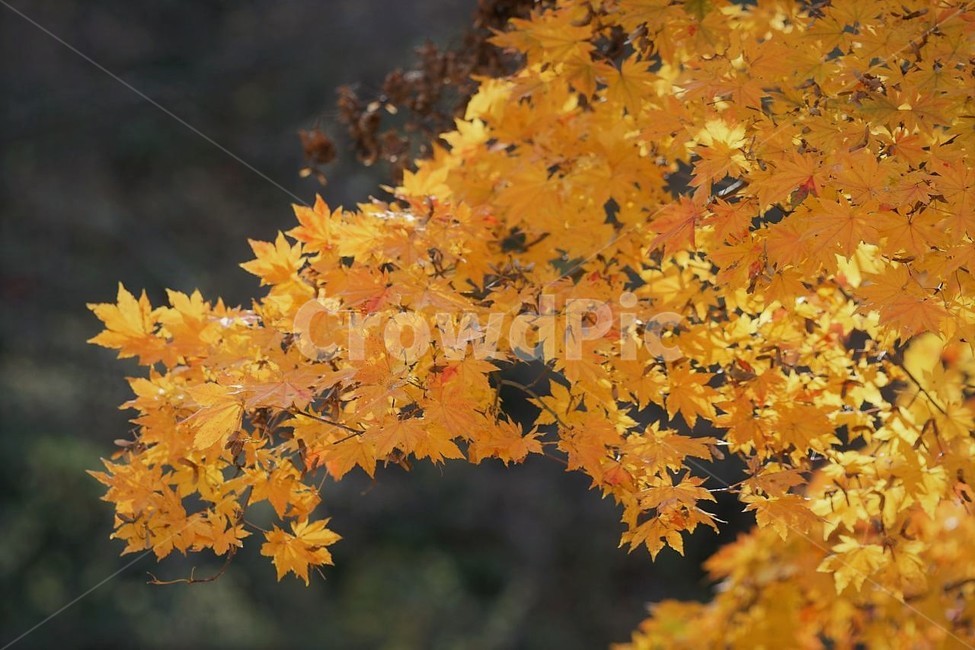 가을,단풍잎,나무,자연,계절,풍경,낙엽,nature,autumn,season,물,fall,감성,서정,노란색,yellow,가을,계절,fall,autumn,season,plant,식물,leaf,잎,tree