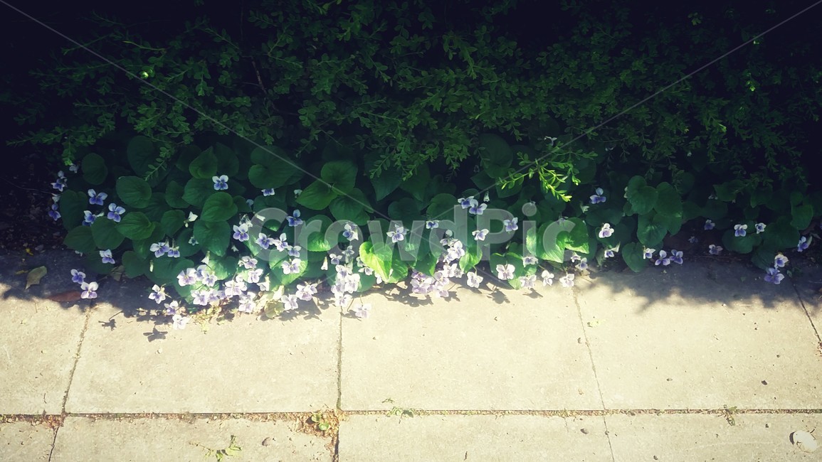 꽃,길,들풀,들꽃,보라,purple,flower,햇빛,햇살