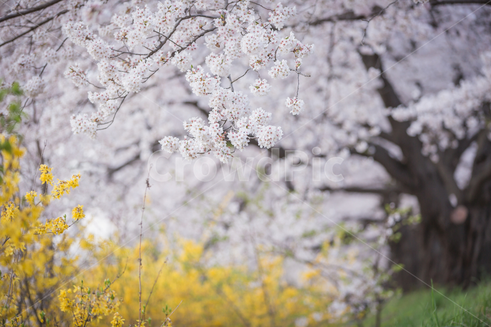 벚꽃,4월,개나리,벚꽃엔딩,꽃,봄,계절,spring,season,plant,식물,flower,blossom