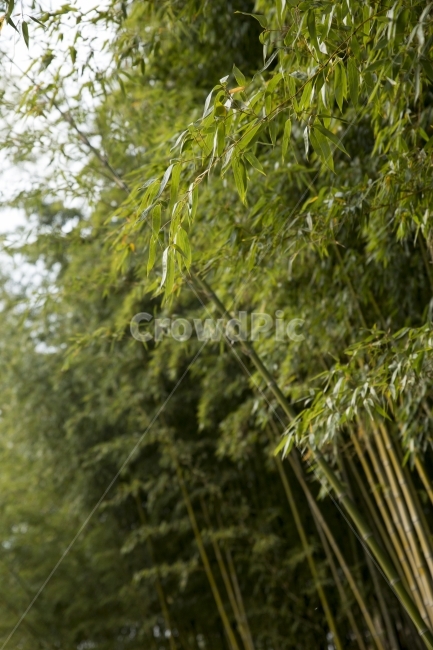대나무,대나무숲,숲,자연,풍경,식물,식물,자연,plants,nature,나무,trees,wood