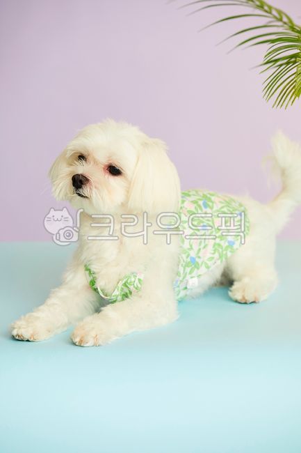 sleepy puppy,puppy,albino,animal,pet dog,pictorial