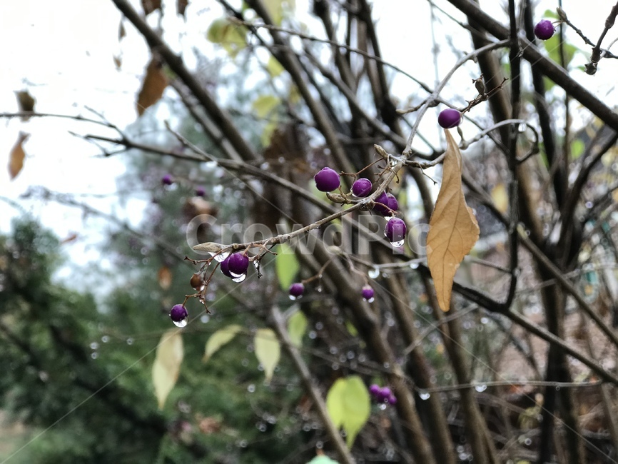 열매,plant,식물,자연,과일,비,가을,계절,fall,autumn,season