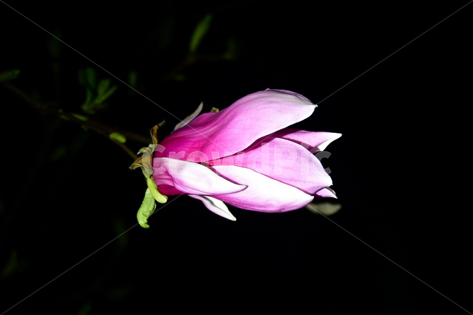 식물,plant,blossom,flower,꽃,야간