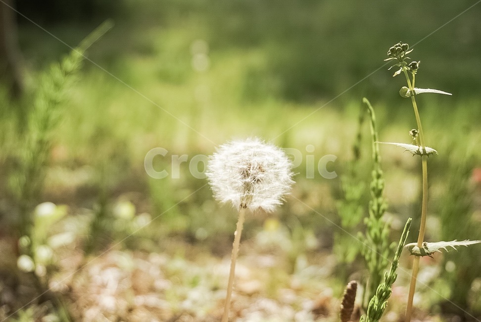 민들레,봄,봄꽃,민들레홀씨,꽃,자연,풍경,감성,초록,식물,배경,식물,자연,plants,nature,꽃,flower
