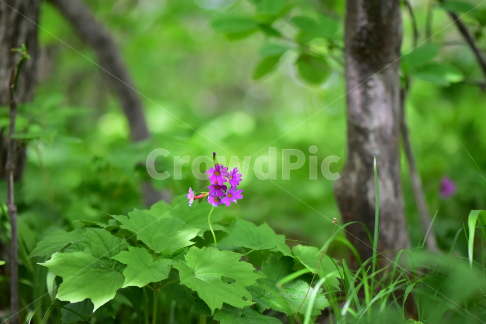 큰앵초,야생화,생태,식물,꽃,자연,힐링,플라워,wildflower,flower,plants,nature,season,감성,느낌,emotion,feeling,초본