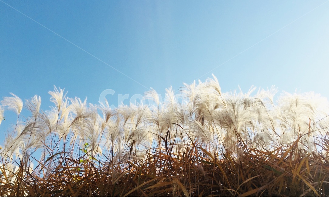 가을,억새,가을하늘,fall,분위기,가을,계절,fall,autumn,season,자연,풍경,nature,landscape,grass,잔디,plant,식물,lawn,reed,갈대