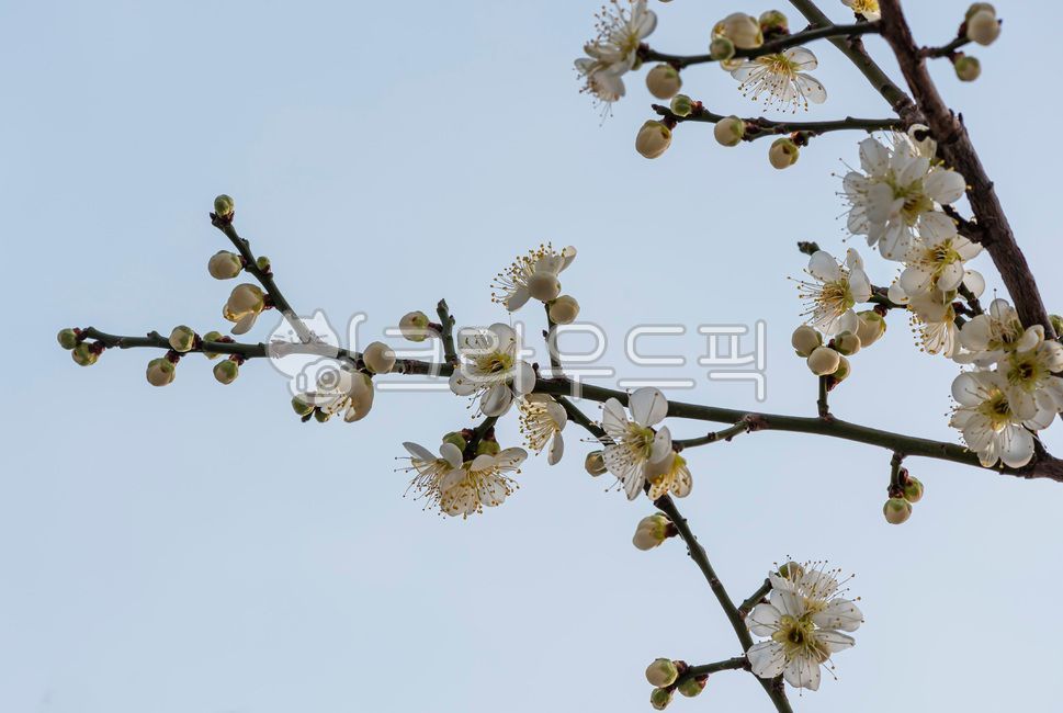 봄꽃,춘화,정원식물,정원수,정원화,꽃나무,화수,화목,관상식물,관상목,관상수,수목,관상용,나무,꽃,생화,야생화,생태,자연생태,생물,흰꽃,플라워,자연,흰매화꽃,백매,흰매화,매실나무,plant,식물