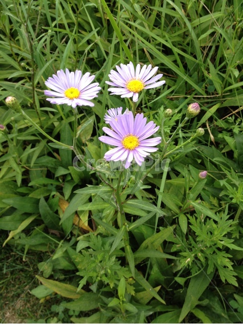 꽃,자연,풀,아름다운,예쁜,식물,자연,plants,nature,꽃,flower