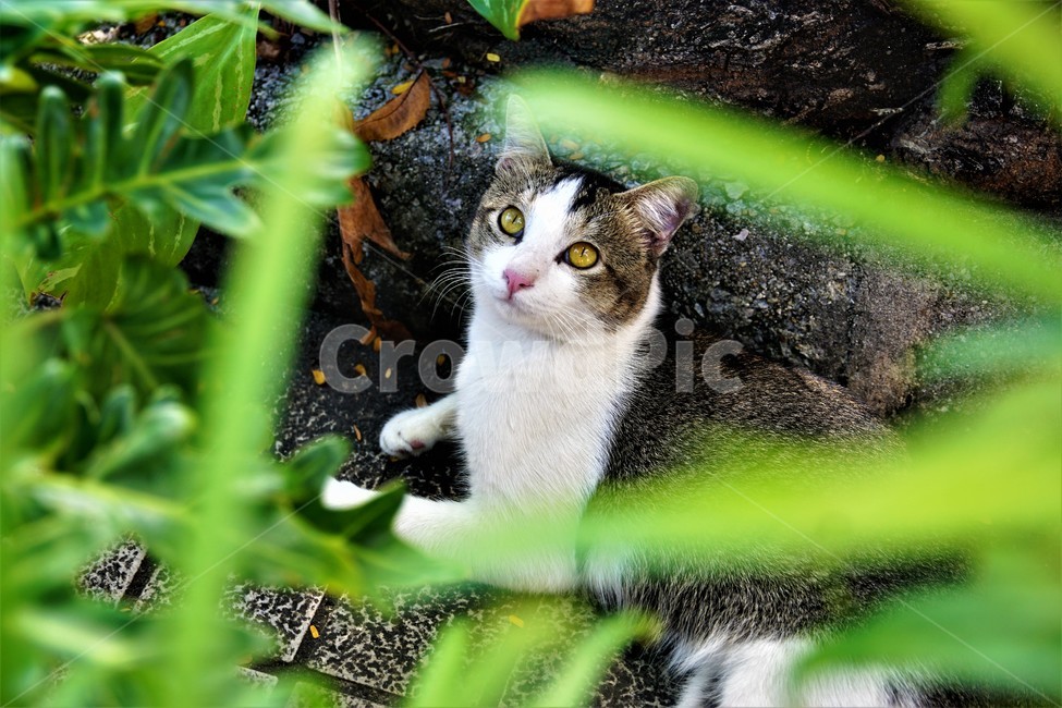 고양이,길고양이,동물,야옹이,귀여움,흑색,초록색,길,자연,풍경,cat,animal,cuteness,black,green,동물,animal,포유류,mammal,고양이,cat,kitten,kitty