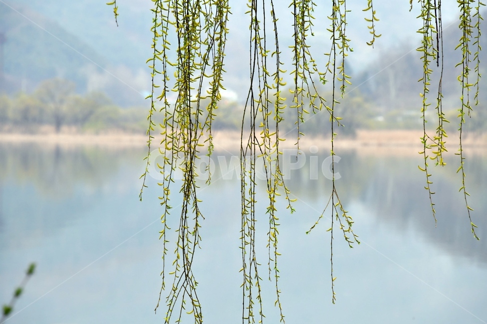 식물,plant,봄,새싹,강,호수,푸름,녹색