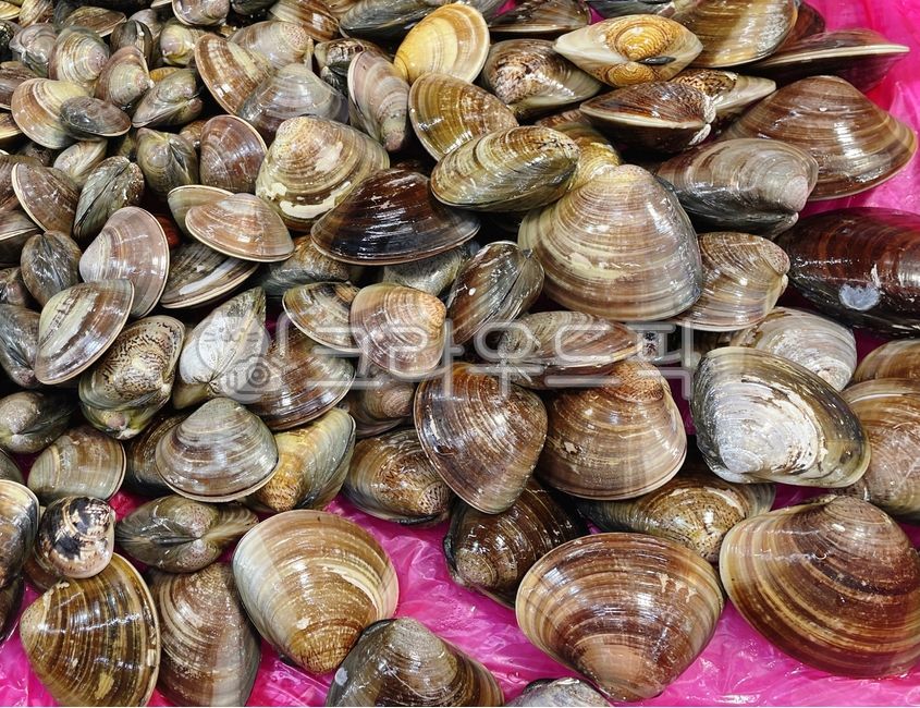 Baeksanghap,lily shell,seashell,clam,Lily,food