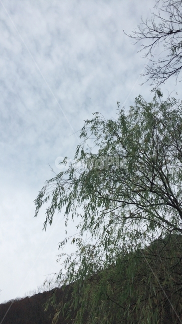 버드나무,하늘,가을,산,구름,식물,자연,plants,nature,나무,trees,wood