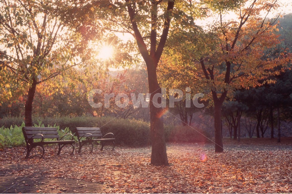 furniture,가구,bench,벤치,plant,식물,tree,나무,가을,계절,fall,autumn,season