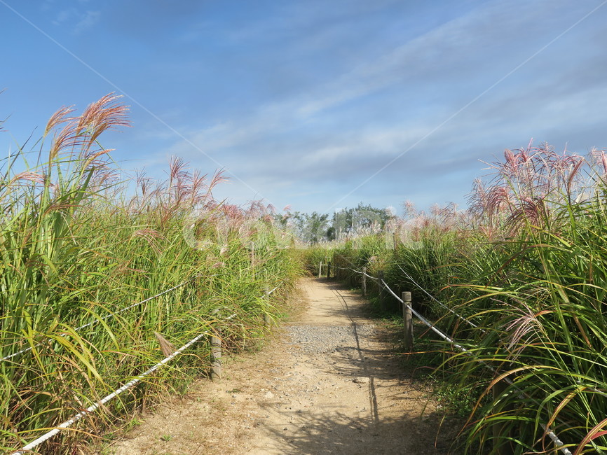 자갈,바닥,흙길,갈대,가을,길,식물,자연,plants,nature