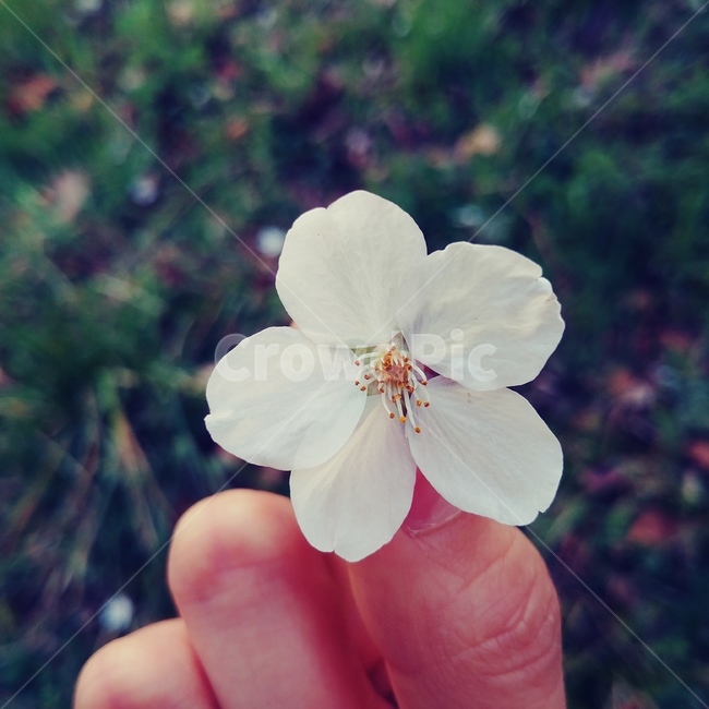 flower,plant,식물,blossom,벚꽃,꽃,식물,자연,plants,nature,꽃,flower