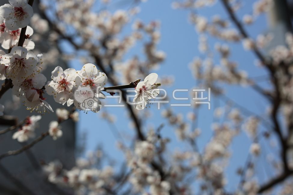 Plum,plum blossom,white plum blossom,spring flower,plum tree,seasonal flower,spring,close-up,oriental atmosphere,koreanflower,asianflower,orientalflower,plumblossom,plumflower,umeflower,maehwa,bloomingplum,whiteplumblossom,springflower